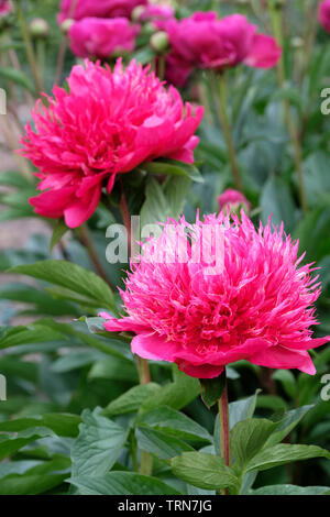 Close-up rose fleurs de pivoine hybride 'Happy Returns' / paeonia lactiflora 'Happy Returns'. Banque D'Images