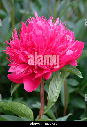 Close-up rose fleurs de pivoine hybride 'Happy Returns' / paeonia lactiflora 'Happy Returns'. Banque D'Images
