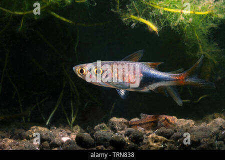 Rasbora Arlequin, belle Banque D'Images