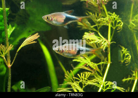 Rasbora Arlequin, belle Banque D'Images