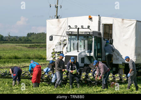 Rufford, Lancashire. 10 juin 2019. Météo britannique. Les ressortissants de l'UE célèbrent travaillant dans les domaines de la récolte des cultures de salades dans des conditions chaudes et ensoleillées. Le saladier de West Lancashire emploie un grand nombre de travailleurs migrants saisonniers de planter, pick, et la récolte des cultures de légumes pour les supermarchés et les entreprises locales. En dépit des doutes Brexit les travailleurs migrants de l'UE sont retournés dans les fermes du nord-ouest de Lancashire pour aider à la récolte des cultures de salades. /AlamyLiveNews MediaWorldImages : crédit. Banque D'Images