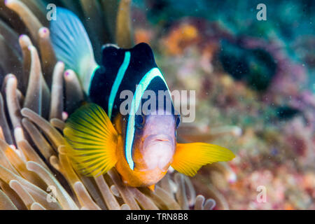 Poisson clown de Clark, Amphiprion clarkii, (J. W. Bennett, 1830) avec bulle-tip anemone, Entacmaea quadricolor (Leuckart en vautour & Leuckart, 1828) Banque D'Images