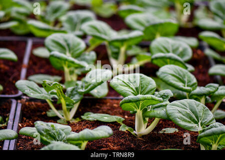 Légumes verts bio agriculture sol, organiser dans les bacs. Banque D'Images