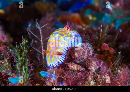 Grumes de dent ( Goniobranchus chromodoris roboi), une limace de mer colorés de ramper sur un récif. Banque D'Images