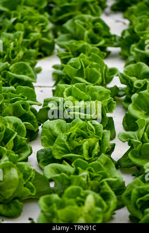La laitue hydroponique agriculture en flottant sur le polystyrène blanc. Banque D'Images