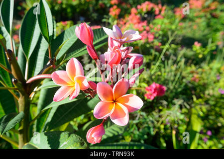 Fleur de frangipanier rose délicate au Vanuatu, Mélanésie Banque D'Images