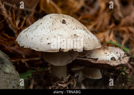 Agaricus xanthodermus, jaune Stainer Champignon dans Doreen, Victoria Banque D'Images