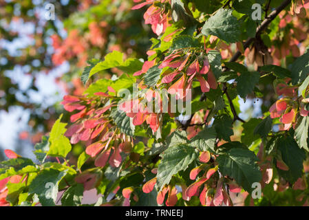 Acer tataricum Tatar, érable, érable de Tartarie feuillages et fruits closeup Banque D'Images