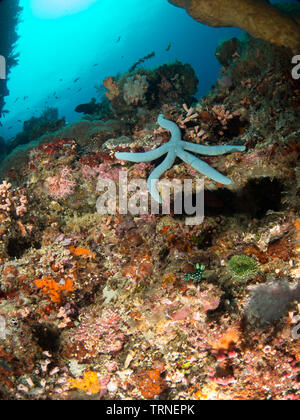 Étoile de mer bleue (star) coral reef en sous-marin, le parc marin de Bunaken au nord de Sulawesi, Indonésie Banque D'Images