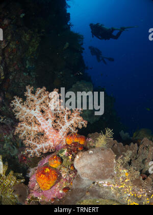 Diver silhouette et colorés de coraux mous sous l'eau dans le parc marin de Bunaken, au nord de Sulawesi, Indonésie Banque D'Images