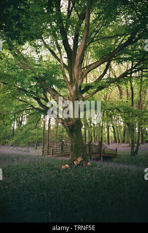 Bluebell flowers de Woodland, Medstead, Hampshire, Angleterre, Royaume-Uni. Banque D'Images