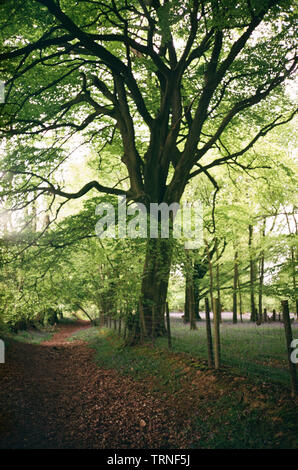 Bluebell flowers de Woodland, Medstead, Hampshire, Angleterre, Royaume-Uni. Banque D'Images