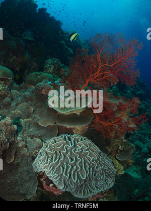 Idole maure (Zanclus cornutus) sur un récif de corail coloré sous l'eau dans le parc marin de Bunaken, au nord de Sulawesi, Indonésie Banque D'Images