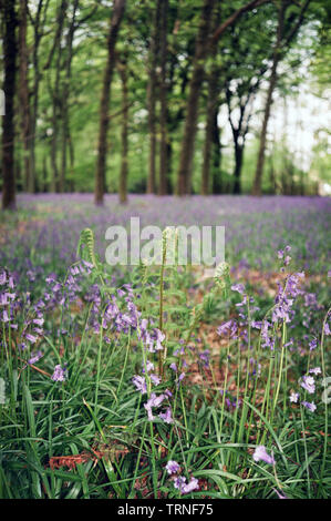 Bluebell flowers de Woodland, Medstead, Hampshire, Angleterre, Royaume-Uni. Banque D'Images