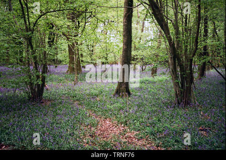 Bluebell flowers de Woodland, Medstead, Hampshire, Angleterre, Royaume-Uni. Banque D'Images