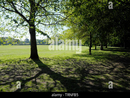 Le vaste espace ouvert de Horsham Park West Sussex Banque D'Images