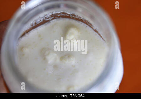 Gros plan d'un bocal en verre rempli de fermentation : le kéfir blanc jaunâtre polysaccharisic grains peuvent être vus à la surface du lait. Banque D'Images