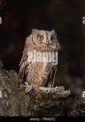 Petit hibou scops dans l'arbre creux. Peu Scops (Otus scops) est une petite espèce de Chouette tachetée de la famille. Eurasian scops (Otus scops) Banque D'Images