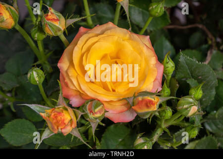 Blooming rose jaune avec rosebud dans jardin Banque D'Images