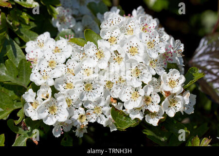 Fleur de mai sur l'aubépine (Crataegus monogyna), près de Mevagissey, Cornwall, England, UK. Banque D'Images