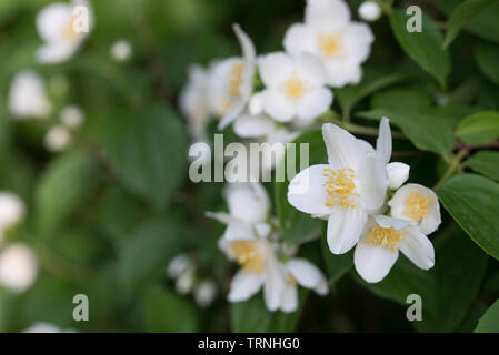 Philadelphus coronarius (sweet mock-orange, Anglais) cornouiller blanc de printemps fleurs Banque D'Images