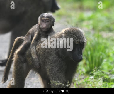 Une mère babouin Doguera (Papio anubis) avec un bébé à cheval sur son dos. La Forêt de Kibale National Park, Uganda. Banque D'Images