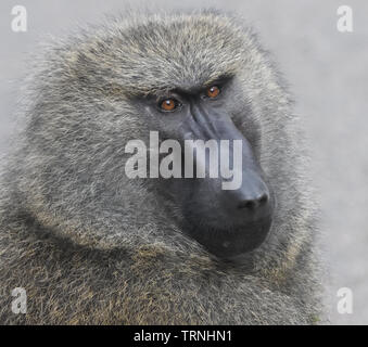 Portrait d'un homme dominant le babouin Olive (Papio anubis) Parc National de la forêt de Kibale, en Ouganda. Banque D'Images