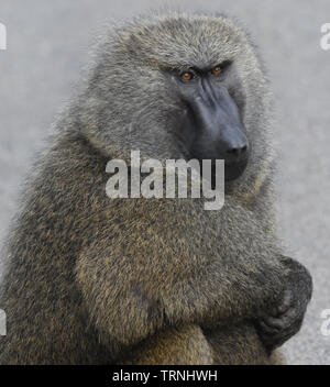 Portrait d'un homme dominant le babouin Olive (Papio anubis) Parc National de la forêt de Kibale, en Ouganda. Banque D'Images