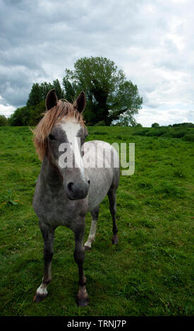 Poney gris Konik en itinérance libre par la rivière Lark dans les Fens à Isleham, Cambridgeshire. C'est une race de petit cheval polonais utilisé pour la conservation. Banque D'Images