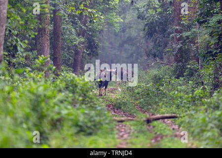 Bison indien ou gaur ou Bos gaurus à Gorumara National Park Dooars West Bengal India Banque D'Images