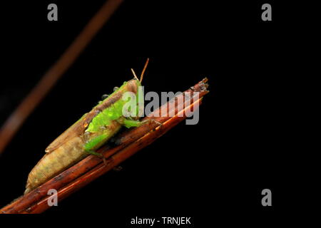 Les sauterelles vertes mignon de Bornéo Banque D'Images