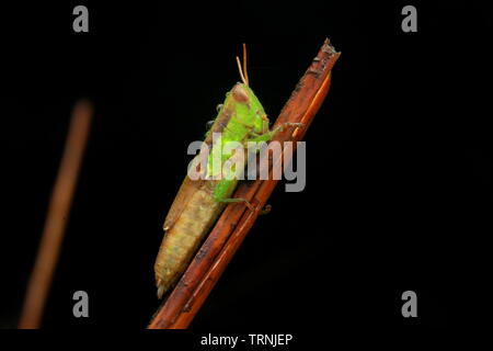 Les sauterelles vertes mignon de Bornéo Banque D'Images