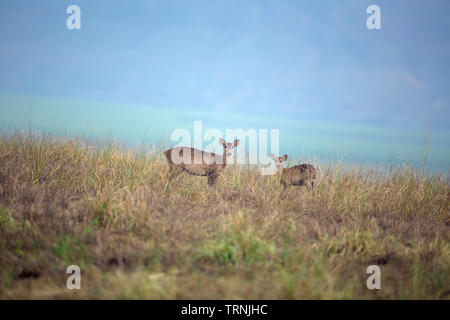 Spotted Deer ou Axis axis en itinérance Dhikala grassland à Jim Corbett National Park Banque D'Images