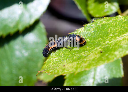 Larve de coccinelle Arlequin cannibale Banque D'Images