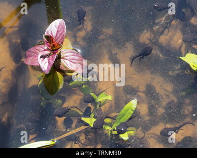 Les têtards dans l'eau peu profonde et des plantes de l'eau étang Banque D'Images