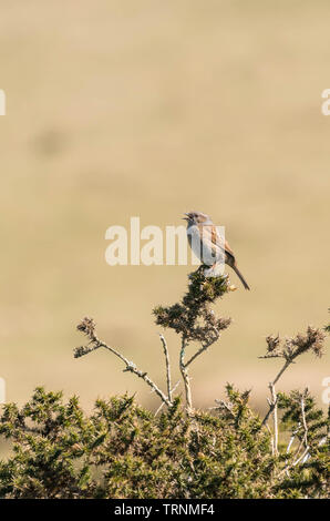 Donnock (Prunella modularis) le chant à partir de la perche sur l'ajonc bush Bluff Hay, Hay on Wye Powys Pays de Galles au Royaume-Uni. Mars 2019 Banque D'Images