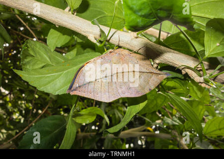 Oakleaf indiennes (Papillon Kallima inachus) qui ressemble à une feuille morte perchched sur vigne, le Zoo de Chester Cheshire England UK. mai 2019 Banque D'Images