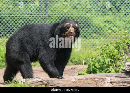 L'ours andin (Tremarctos ornatus) également connu sous le nom de l'ours à lunettes originaire d'Amérique du Sud. Le zoo de Chester Cheshire England UK. Mai 2019 Banque D'Images