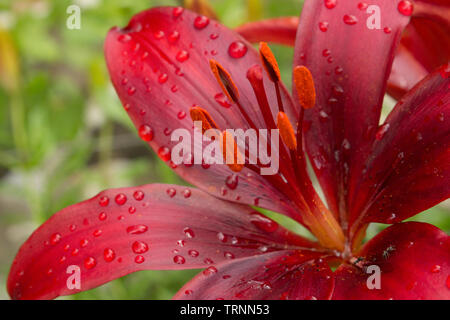 Red lily dans un gsrden, Close up Banque D'Images