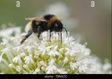 Virginie bagués bourdon se nourrissant de fleurs de la plante Stachys Banque D'Images