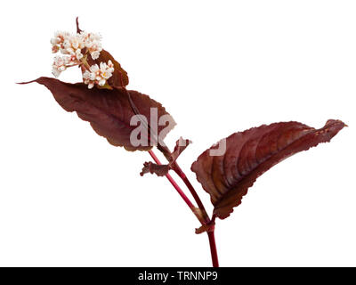 Hampes de la rouge-bronze foliaged, Persicaria microcephala vivace 'Red Dragon' sur un fond blanc Banque D'Images