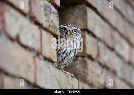 Chouette chevêche (Athene noctua) à la recherche d'un trou dans un mur de briques Banque D'Images