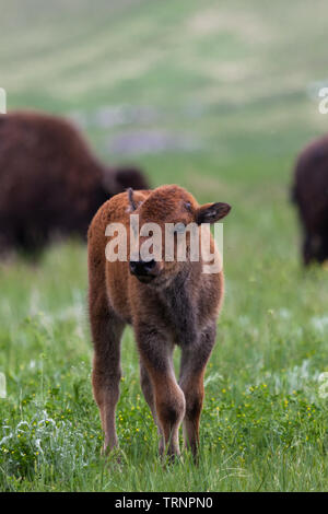 Un bébé le bison et le buffle curieusement vérifie ses visiteurs comme maman et papa paît dans l'arrière-plan. Banque D'Images