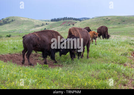 Deux bisons mâles utilisent leurs têtes et cornes dans un concours de force avec du troupeau dans l'arrière-plan sur l'herbe de pâturage priaire. Banque D'Images