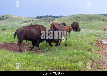 Deux bisons mâles utilisent leurs têtes et cornes dans un concours de force avec du troupeau dans l'arrière-plan sur l'herbe de pâturage priaire. Banque D'Images