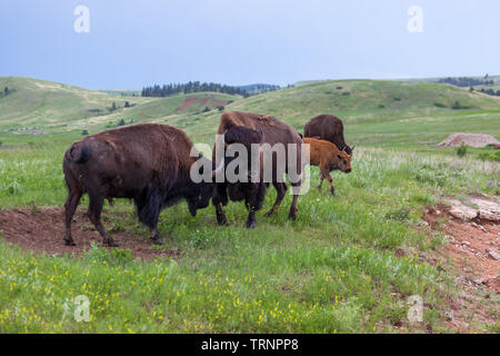 Deux bisons mâles utilisent leurs têtes et cornes dans un concours de force avec du troupeau dans l'arrière-plan sur l'herbe de pâturage priaire. Banque D'Images