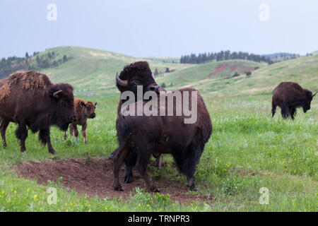 Deux bisons mâles utilisent leurs têtes et corps dans un concours de force avec une mère et son bébé bison regarder à partir de la touche. Banque D'Images