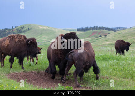 Deux bisons mâles utilisent leurs têtes et corps dans un concours de force avec une mère et son bébé bison regarder à partir de la touche. Banque D'Images