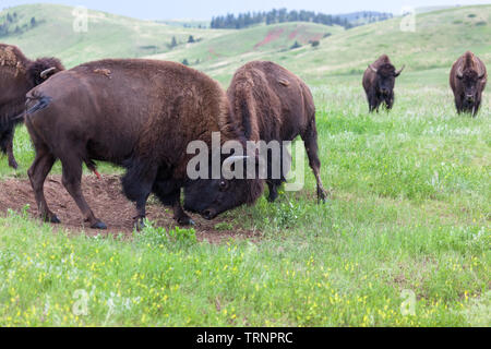 Deux bisons mâles utilisent leurs têtes et cornes dans un concours de force avec du troupeau suit avec intérêt à distance. Banque D'Images