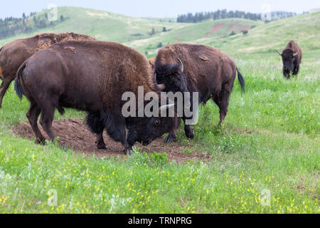 Deux bisons mâles utilisent leurs têtes et cornes dans un concours de force avec du troupeau suit avec intérêt à distance. Banque D'Images